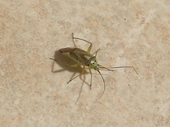 Closterotomus trivialis
