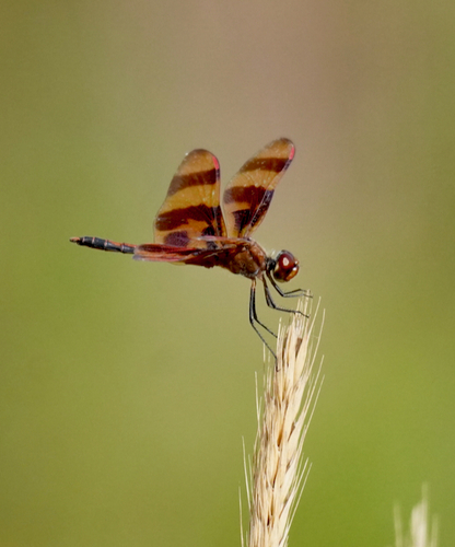 Halloween Pennant