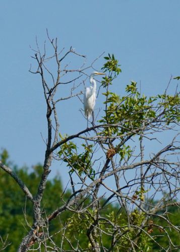 Great Egret