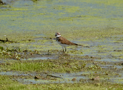 Killdeer