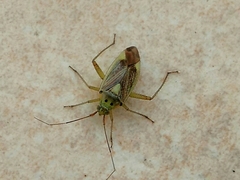 Closterotomus trivialis