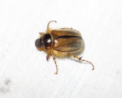 Phobetus comatus