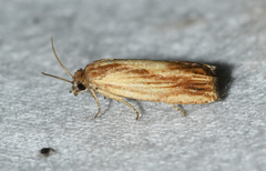 Eucosma radiatana