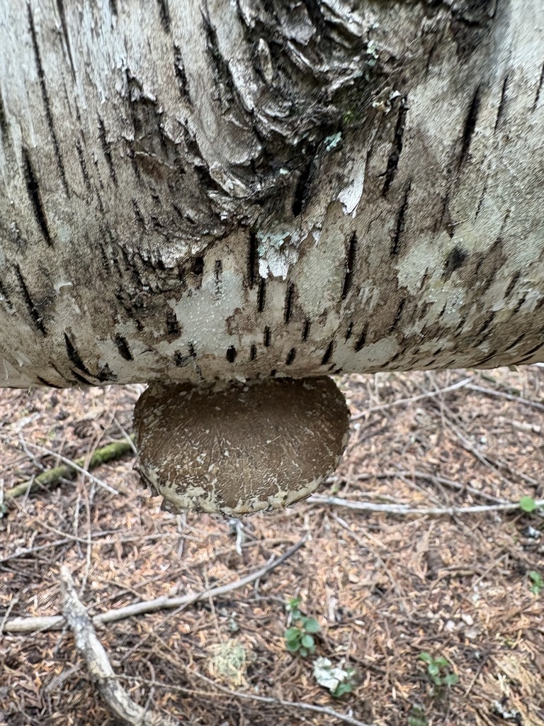 birch polypore · August 2026 · photo: Photo: (c) sylbobaggins, some rights reserved (CC BY) · iNaturalist