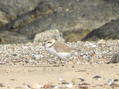 Charadrius alexandrinus