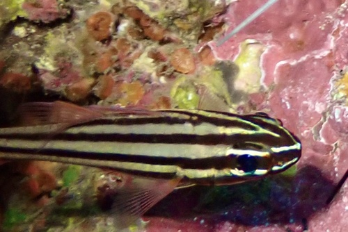 Ostorhinchus nigrofasciatus observed 2026-08-28