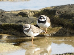 Charadrius hiaticula