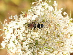 Chlorophorus trifasciatus