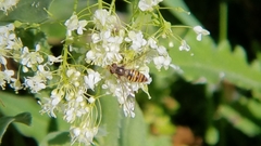 Episyrphus balteatus
