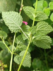 Salvia carnea