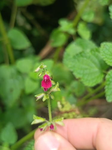 Salvia carnea, photograph 2