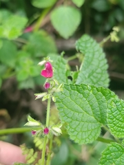 Salvia carnea, photograph (c) Carlos Torrente, some rights reserved (CC BY)