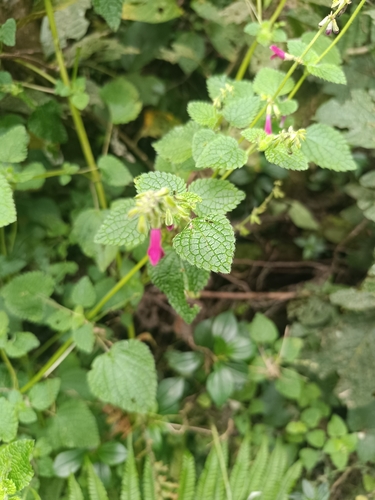 Salvia carnea, photograph 4