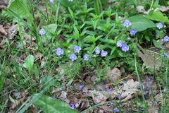 Veronica umbrosa