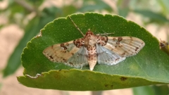 Azochis