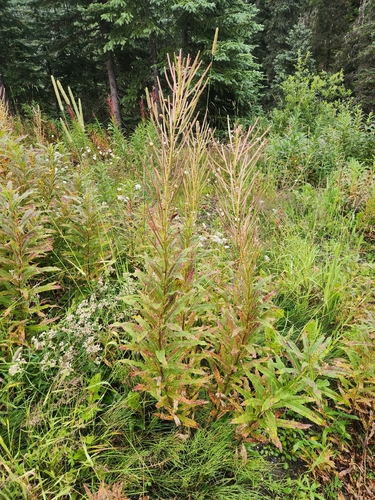 fireweed
