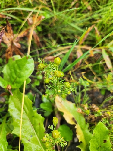 pineapple-weed
