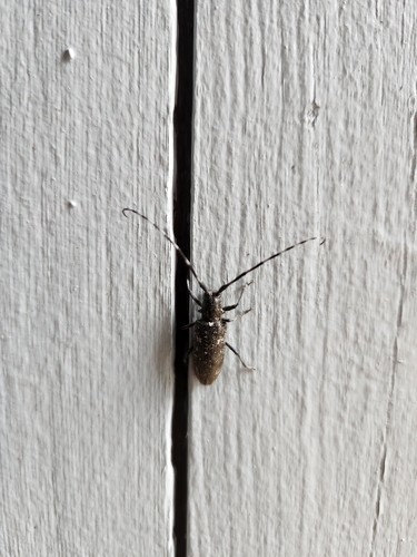 White-spotted Sawyer