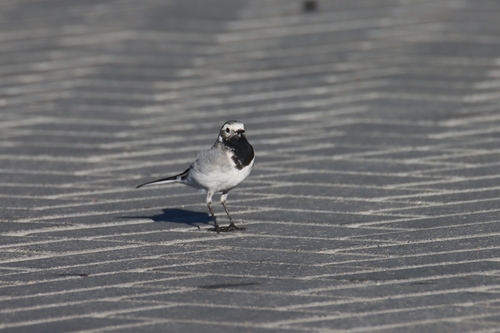White Wagtail