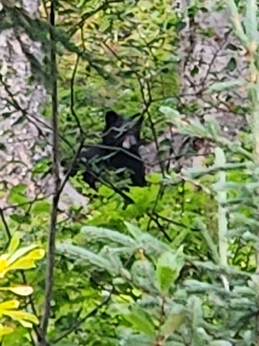 Black Bear sighting near Barkerville