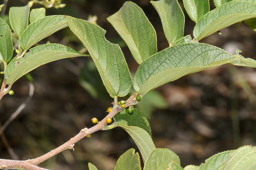 Trema micranthum, photograph 4