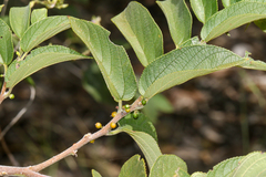 Trema micranthum, photograph (c) Tom Field, some rights reserved (CC BY)