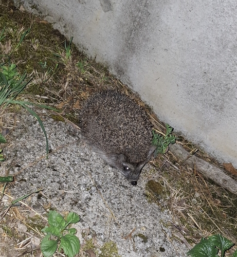 Northern White-breasted Hedgehog