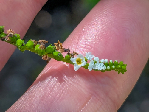 Heliotropium angiospermum, photograph 3