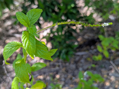 Heliotropium angiospermum, photograph (c) Tom Field, some rights reserved (CC BY)