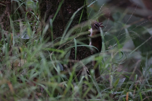 Sonoma Chipmunk observed by willowpetra