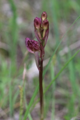 Himantoglossum comperianum