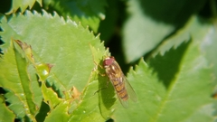 Episyrphus balteatus