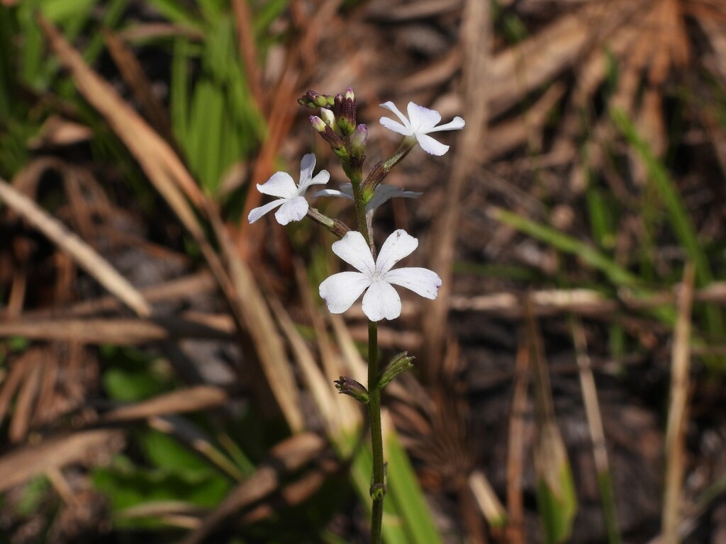 Buchnera floridana; photograph (c) geosesarma, some rights reserved (CC BY)