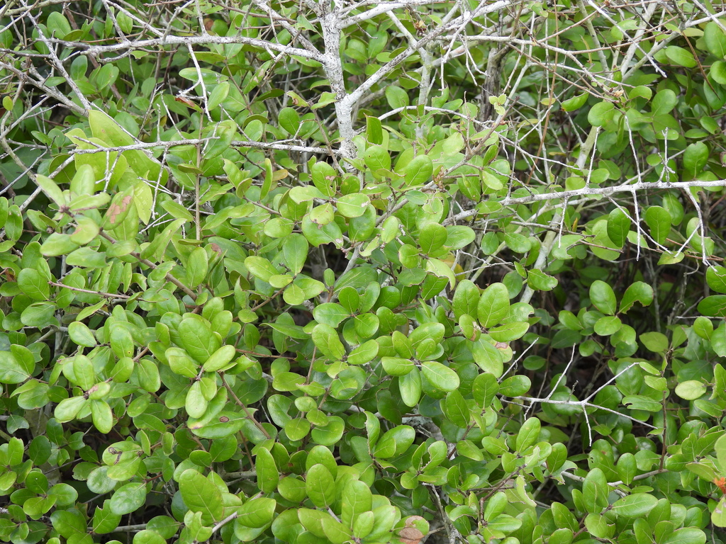 Quercus myrtifolia; photograph (c) geosesarma, some rights reserved (CC BY)