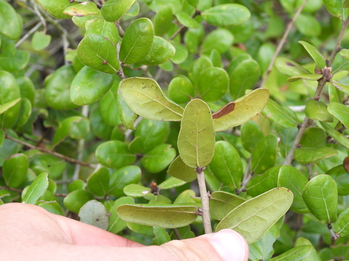 Quercus myrtifolia, photograph 1