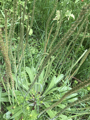 Plantago