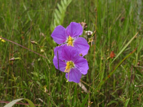 Rhexia nashii, photograph 6