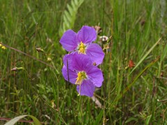 Rhexia nashii, photograph (c) geosesarma, some rights reserved (CC BY)
