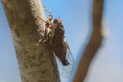 Platypedia vanduzeei