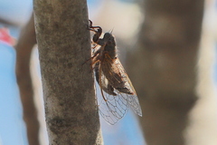 Platypedia vanduzeei