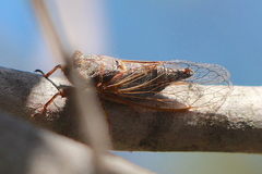 Platypedia vanduzeei