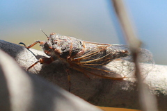 Platypedia vanduzeei