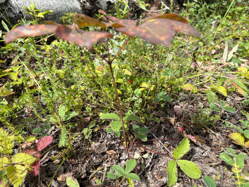 wild sarsaparilla