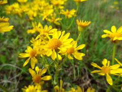 Packera plattensis