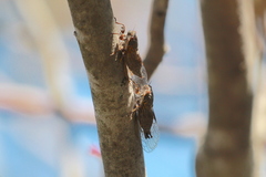 Platypedia vanduzeei