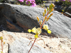 Bulbine wiesei