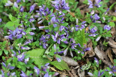 Polygala supina supina