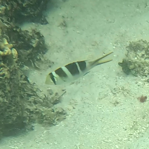 Bigeye emperor