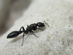 Pseudomyrmex lynceus