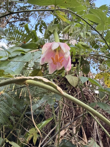 Passiflora tarminiana observed 2026-08-27